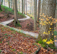 fileadmin/roha/images_galerie/Baum-natur-garten/Baeume/WEGE-TEIS-VERS-0014-D-roha-Weg-Teisendorf-Waldlehrpfad-Skulpturenweg-Wald-Herbst.png