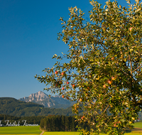 fileadmin/roha/images_galerie/Baum-natur-garten/Baeume/BAUM-APFEL-OBST-0019-D-roha-Baum-Apfelbaum-Obst-Apfel-Hochstaufen-Ainring-Strass.png