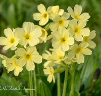 fileadmin/roha/images_galerie/Baum-natur-garten/Natur-Wildblumen-Landschaft/BL-SCHLUESS-0011-01-D-roha-Blumen-Schluesselblume-gelb-Fruehling-Primula-veris.png