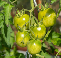 fileadmin/roha/images_galerie/Baum-natur-garten/Gemuese-Garten-Kraeuter-neu/GAR-GEM-TOM-0020-D-roha-Garten-Gemuese-Tomaten.png