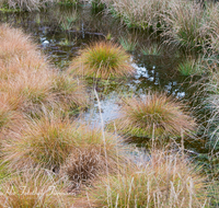 fileadmin/roha/images_galerie/orte_landschaft/Petting/Schoenramer-Moor/PE-SCHOENR-MOOR-0012-01-D-roha-Petting-Schoenramer-Moor-Herbst-Moos-Wasser.png