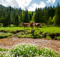 fileadmin/roha/images_galerie/orte_landschaft/Berchtesgaden/Jenner-Schoenau/TIE-KUEHE-BGD-0016-D-roha-Tiere-Kuehe-Scharitzkehl-Wasser-Bach-Berchtesgaden.png