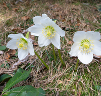 fileadmin/roha/images_galerie/Baum-natur-garten/Natur-Wildblumen-Landschaft/BL-SCHNEERO-0017-D-roha-Blumen-Schneerose-Fruehling-Helleborus-niger.png