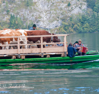 fileadmin/roha/images_galerie/brauchtum/Almabtrieb/Almabtrieb-Koenigssee/BR-ALMAB-BGD-2015-0921-02-D-roha-Brauchtum-Almabtrieb-Koenigssee-Salet-Schoenau-Boot.png