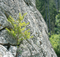 fileadmin/roha/images_galerie/Baum-natur-garten/Natur-Wildblumen-Landschaft/NATUR-BAUM-FELS-0004-D-roha-Natur-Fels-Baum-Gotzen-Alm.png