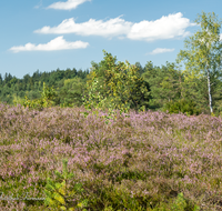 fileadmin/roha/Interessantes-in-Kurzform/PE-SCHOENR-MOOR-0026-0-01-D-roha-Petting-Schoenramer-Moor-Erika-Heidekraut-Calluna-vulgaris.png