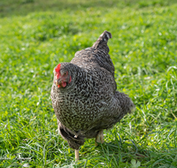 fileadmin/roha/images_galerie/Tiere/TIE-VOEG-HUHN-0073-D-roha-Tiere-Huhn-Henne-Gockel-Vogel.png