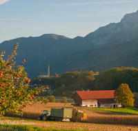 fileadmin/roha/images_galerie/Landwirtschaft/LANDW-MASCH-MAIS-AN-0007-D-roha-Landwirtschaft-Maschine-Mais-Ernte-Anger-Zwiesel-Apfelbaum.png