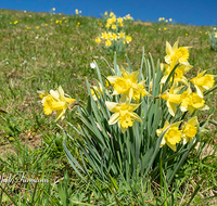 fileadmin/roha/Interessantes-in-Kurzform/BL-WIESE-FRUEHL-NAR-0030-D-roha-Blumenwiese-Fruehling-wilde-Narzisse-Gierstling.png