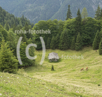 fileadmin/roha/images_galerie/orte_landschaft/Lofer-Kirchental-Wildenthal-Unken/LOFER-WEISSB-GOLD-0004-D-roha-Lofer-Weissbach-Goldener-Zweig-Alm.jpg