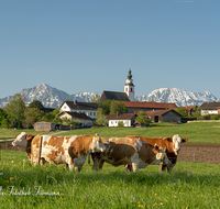 fileadmin/roha/images_galerie/orte_landschaft/Teisendorf/Weildorf/TEI-WEI-0004-6-01-D-roha-Teisendorf-Weildorf-Kirche-Kuh-Hochstaufen-Zwiesel.png