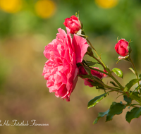 fileadmin/roha/images_galerie/Baum-natur-garten/Blumengarten-Blumen/BL-HAUSG-ROSE-0032-D-roha-Blumen-Hausgarten-Rose-rot.png