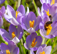 fileadmin/roha/images_galerie/Tiere/Insekten/BL-KROK-0014-8861-D-roha-Blumen-Krokus-Fruehling-lila-Biene-Apis-mellifera-crocus-Anthophila.png