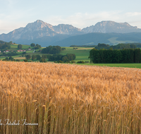 fileadmin/roha/images_galerie/Landwirtschaft/LANDS-TEIS-VACH-0003-D-roha-Landschaft-Teisendorf-Anger-Vachenluegg-Getreidefeld-Hochstaufen.png