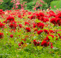 fileadmin/roha/images_galerie/orte_landschaft/Salzburg/Mirabell-Zwergerlgarten/SA-MIRA-GART-0020-D-roha-Salzburg-Mirabell-Schloss-Garten-Rosen.png