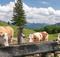 fileadmin/roha/images_galerie/Tiere/Kuh-Schaf-Pferd-Ziege/SCHLECH-OBER-BRU-ALM-KU-0004-D-roha-Schleching-Oberauer-Brunst-Alm-Kuehe-Brunnen.png