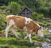 fileadmin/roha/images_galerie/Tiere/Kuh-Schaf-Pferd-Ziege/TIE-KUEHE-ROSSA-0001-D-roha-Tiere-Kuehe-Geigelstein-Rossalm.png