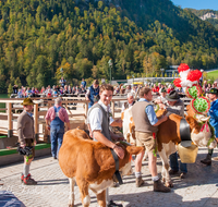 fileadmin/roha/images_galerie/brauchtum/Almabtrieb/Almabtrieb-Koenigssee/BR-ALMAB-BGD-2015-1138-01-D-roha-Brauchtum-Almabtrieb-Koenigssee-Salet-Schoenau-Fuikl-Seelaende.png