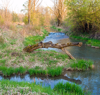 fileadmin/roha/images_galerie/orte_landschaft/Saaldorf/LANDS-SAAL-SUR-MITTG-0002-1-D-roha-Landschaft-Saaldorf-Surheim-Mittergraben-Wasser-Fruehling.png