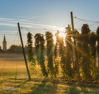 fileadmin/roha/images_galerie/stimmung-Sonne/Sonnenaufgang/WIENINGER-HOPF-SON-1-0655-D-M2-roha-Wieninger-Hopfen-Sonnenaufgang.png