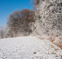 fileadmin/roha/images_galerie/Winter/WINT-HAARM-0004-D-roha-Winter-Haarmoos-Schnee-Rauhreif-Nebel.png