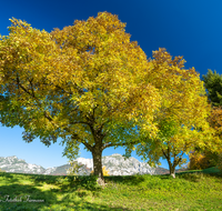 fileadmin/roha/images_galerie/Baum-natur-garten/Baeume/BAUM-WALD-HERB-0025-D-roha-Baum-Wald-Herbst-Karlstein-Hochstaufen.png