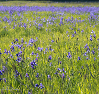 fileadmin/roha/images_galerie/Baum-natur-garten/Natur-Wildblumen-Landschaft/BL-IRIS-0011-D-roha-Blumen-blaue-Iris-Schwertlilie-Iris-sibirica-Oberteisendorf-Feuchtwiese.png