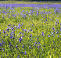 fileadmin/roha/images_galerie/Baum-natur-garten/Natur-Wildblumen-Landschaft/BL-IRIS-0011-D-roha-Blumen-blaue-Iris-Schwertlilie-Iris-sibirica-Oberteisendorf-Feuchtwiese.png