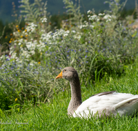 fileadmin/roha/images_galerie/Tiere/TIE-VOEG-GANS-0016-D-roha-Tiere-Voegel-Gans-Anserinae.png