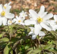 fileadmin/roha/images_galerie/Hintergrund-Download/2048x1152/BL-BUSCHW-0010-D-roha-Blumen-Buschwindroeschen-Anemone-nemorosa-weiss.png