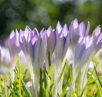 fileadmin/roha/images_galerie/Baum-natur-garten/Blumengarten-Blumen/BL-KROK-0014-8505-D-roha-Blumen-Krokus-Fruehling-lila-crocus-Anthophila.png