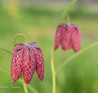 fileadmin/roha/images_galerie/Baum-natur-garten/Natur-Wildblumen-Landschaft/BL-SCHACHBR-0012-00-02-D-roha-Blume-Schachbrett-Fritillaria-meleagris-Fruehling.png