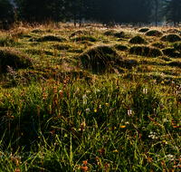 fileadmin/roha/images_galerie/orte_landschaft/Ruhpolding/LANDS-RUH-ROETHLM-0001-D-roha-Landschaft-Ruhpolidng-Roethelmoos-Almwiese-Morgenstimmung.png