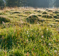 fileadmin/roha/images_galerie/orte_landschaft/Ruhpolding/LANDS-RUH-ROETHLM-0001-D-roha-Landschaft-Ruhpolidng-Roethelmoos-Almwiese-Morgenstimmung.png