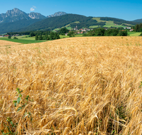 fileadmin/roha/Interessantes-in-Kurzform/ab-5-2022/LANDW-FELD-GETR-ANG-0001-D-roha-Landwirtschaft-Getreide-Anger.png