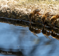 fileadmin/roha/images_galerie/Tiere/Insekten/TIE-BIEN-WASS-0001-D-roha-Tiere-Insekten-Honig-Biene-Apis-mellifera-Wasser.png