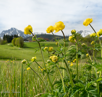 fileadmin/roha/images_galerie/Baum-natur-garten/Natur-Wildblumen-Landschaft/AN-HOE-0085-01-7-28-D-roha-Anger-Hoeglwoerth-Biotop-Trollius-europaeus.png