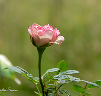 fileadmin/roha/images_galerie/Baum-natur-garten/Blumengarten-Blumen/BL-HAUSG-ROSE-0064-D-roha-Blumen-Hausgarten-Rose.png