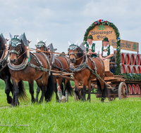 fileadmin/roha/images_galerie/brauchtum/Leonhardiritt/Holzhausen_01/Kaltblutfest/BR-PFRI-HOLZ-KALTBL-2015-1036-03-D-roha-Brauchtum-Kaltblut-Pferd-Holzhausen-Wieninger-Brauerei-Bierwagen.png