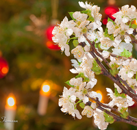 fileadmin/roha/Interessantes-in-Kurzform/ab-4-2021/BR-WEIH-BARB-CHR-0003-D-M-roha-Brauchtum-Weihnachten-Barbara-Zweig-Christbaum-Kirsch-Bluete.png