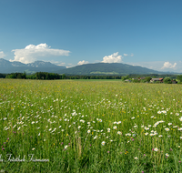 fileadmin/roha/images_galerie/orte_landschaft/Teisendorf/Weildorf/TEI-ARN-0003-D-roha-Teisendorf-Arnolding-Blumenwiese-Hochstaufen-Zwiesel-Teisenberg.png