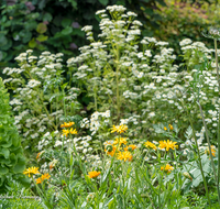 fileadmin/roha/images_galerie/Baum-natur-garten/Natur-Wildblumen-Landschaft/BL-WIESE-UF-0018-D-roha-Blumenwiese-Ringelblume.png