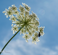 fileadmin/roha/images_galerie/Baum-natur-garten/Natur-Wildblumen-Landschaft/BL-WIESE-UF-MOE-0006-D-roha-Blumenwiese-Wilde-Moehre-Bluete-Daucus-carota-subsp.png