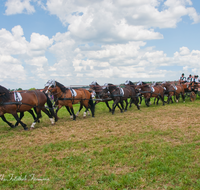 fileadmin/roha/images_galerie/brauchtum/Leonhardiritt/Holzhausen_01/Kaltblutfest/BR-PFRI-HOLZ-KALTBL-0016-20-D-roha-Brauchtum-Kaltblut-Pferd-Kutsche-Zehnerzug-Holzhausen-Teisendorf.png