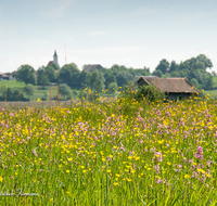 fileadmin/roha/images_galerie/orte_landschaft/Haarmoos/HAARM-0048-01-D-roha-Abtsdorf-Laufen-Haarmoos-Stadel-Saaldorf-Blumenwiese.png