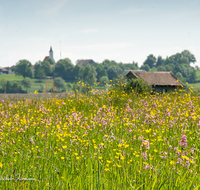 fileadmin/roha/images_galerie/orte_landschaft/Haarmoos/HAARM-0048-01-D-roha-Abtsdorf-Laufen-Haarmoos-Stadel-Saaldorf-Blumenwiese.png