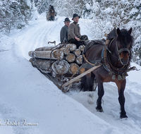 fileadmin/roha/reportagen/Winterzug-Holzknecht-Hammer-1-2019/HOLZKNE-HAM-PFERD-0015-1416-00519-D-roha-Holzknecht-Pferd-Schlitten-Winter-Siegsdorf-Hammer-Winterzug.png