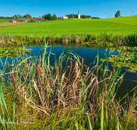 fileadmin/roha/images_galerie/orte_landschaft/Rimsting-Chiemsee/RIM-GREIMH-0003-D-roha-Rimsting-Greimharting-Weiher-Rohrkolben-Seerosen.png