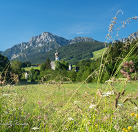 fileadmin/roha/images_galerie/orte_landschaft/Anger/Hoeglwoerth/AN-HOE-0020-21-D-roha-Anger-Hoeglwoerth-Hochstaufen-Blumenwiese.png