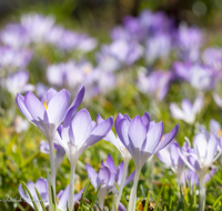 fileadmin/roha/images_galerie/Baum-natur-garten/Blumengarten-Blumen/BL-KROK-0039-7981-D-roha-Blumen-Krokus-Fruehling-blau-lila-crocus.png